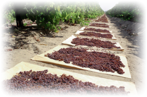 Caruthers Raisin Caruthers Raisin – Caruthers Raisin