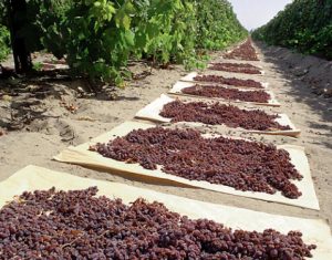 Harvesting-Raisins